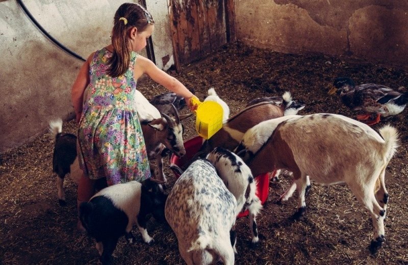 Kinderfeestje gouda boerderijdieren verzorgen