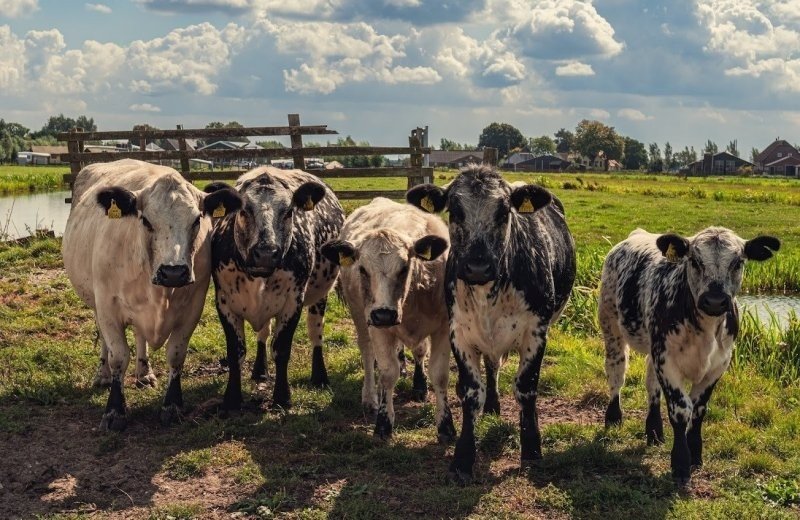 Nieuwe plannen op de Stolkse Weide!
