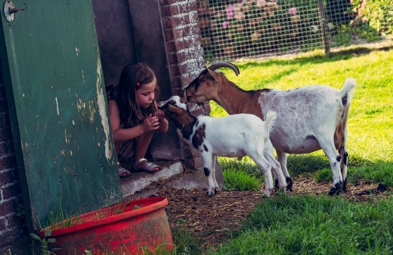 Geitjes op de boerderij Stolkse Weide
